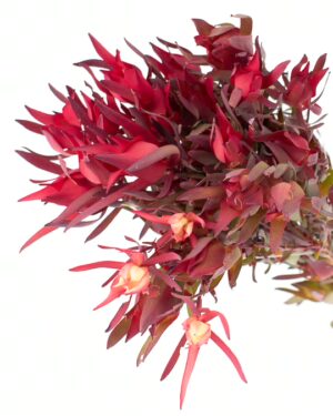 Leucadendron Red Devil x10
