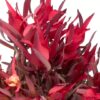 Leucadendron Red Devil Flowers WA Perth
