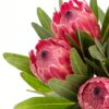 Protea Pink Ice Pink Hot Flowers WA Perth