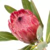 Protea Single Pink Ice Pink Hot Flowers WA Perth