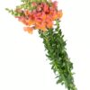 Snapdragon Orange Peach Flowers WA Perth