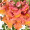 Snapdragon Orange Peach Flowers WA Perth