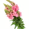 Snapdragon Pink Flowers WA Perth