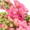 Snapdragon Pink Flowers WA Perth