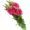 Snapdragon Pink Hot Flowers WA Perth