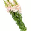 Snapdragon White Pink Flowers WA Perth