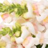 Snapdragon White Pink Flowers WA Perth