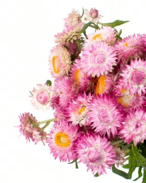 Straw Flower Pink White Yellow Flowers WA Perth