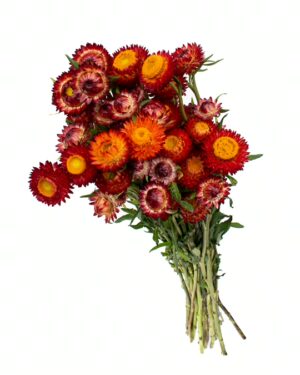 Straw Flower Red Orange Yellow Flowers WA Perth
