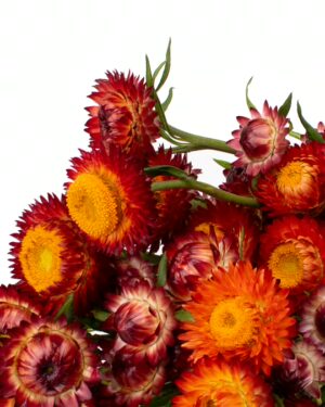 Straw Flower Red Orange Yellow Flowers WA Perth