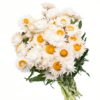Straw Flower White Yellow Flowers WA Perth