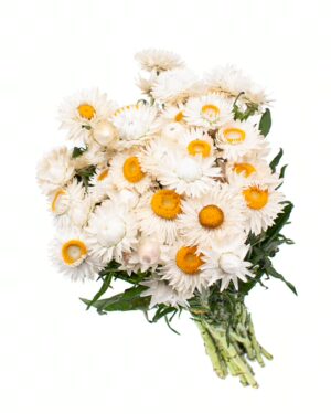 Straw Flower White Yellow Flowers WA Perth