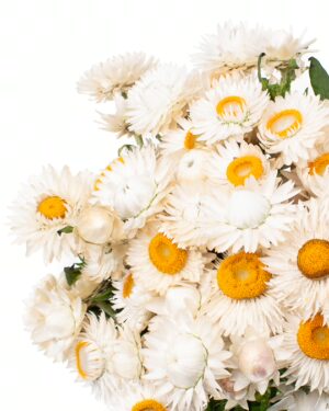 Straw Flower White Yellow Flowers WA Perth