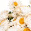 Straw Flower White Yellow Flowers WA Perth