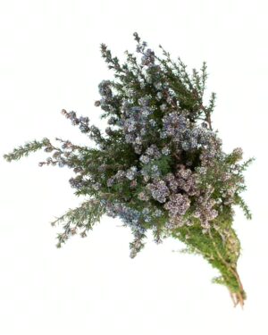 tea tree blue purple flowers wa perth 1
