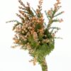 Tea Tree Peach Flowers WA Perth