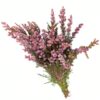 Tea Tree Pink Flowers WA Perth