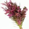 Tea Tree Pink Hot Flowers WA Perth