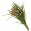 Tea Tree White Flowers WA Perth