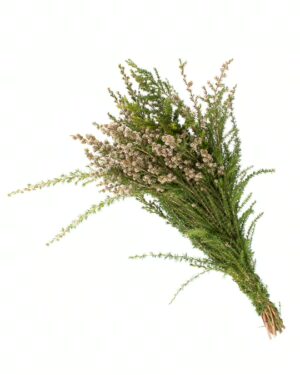 Tea Tree White Flowers WA Perth