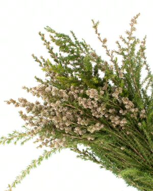 Tea Tree White Flowers WA Perth