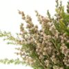 Tea Tree White Flowers WA Perth