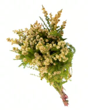 Tea Tree Yellow Flowers WA Perth