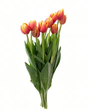 tulip replay peach flowers wa perth 1