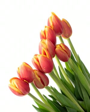 Tulip Replay x10 Stems