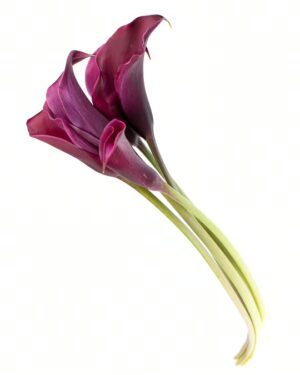calla purple flowers wa perth 1