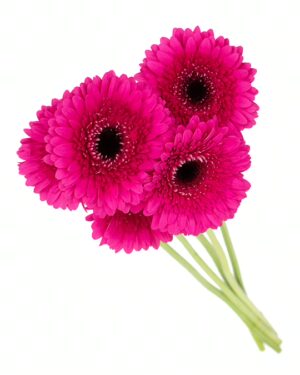 Gerbera Large Magenta Pink Hot Flowers WA Perth