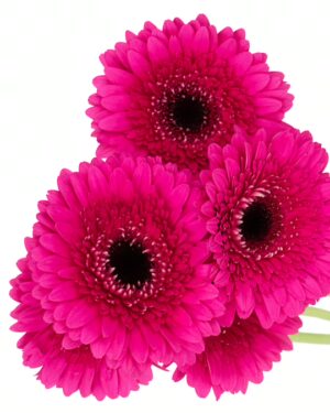 Gerbera Large Magenta Pink Hot Flowers WA Perth