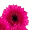 Gerbera Large Magenta Pink Hot Flowers WA Perth