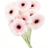 Gerbera Mini Pink Soft Pink Pale Flowers WA Perth