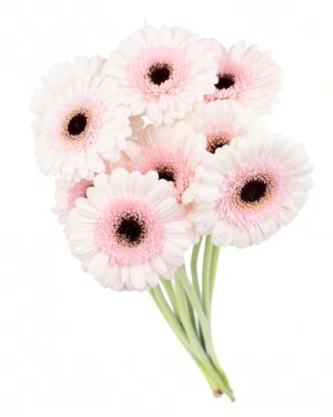 Gerbera Mini Pink Soft Pink Pale Flowers WA Perth