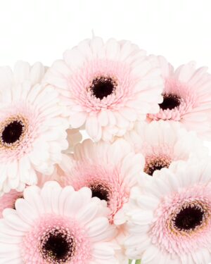 Gerbera Mini Pink Soft Pink Pale Flowers WA Perth