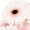 Gerbera Mini Pink Soft Pink Pale Flowers WA Perth
