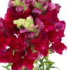Snapdragon Red Purple Flowers WA Perth