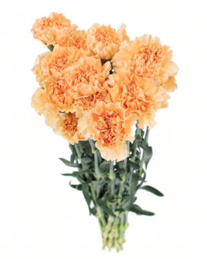 Carnation Sim Apricot x20