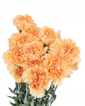 carnation apricot flowers wa perth 2
