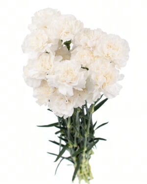 Carnation Sim White x20