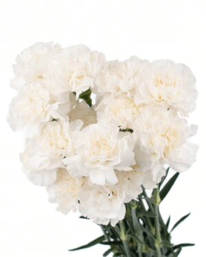 carnation white flowers wa perth 2