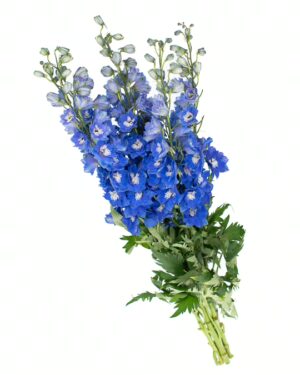Delphinium Blue Flowers WA Perth