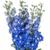 Delphinium Blue Flowers WA Perth