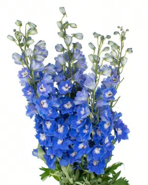 Delphinium Blue Flowers WA Perth
