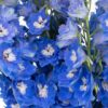 Delphinium Blue Flowers WA Perth