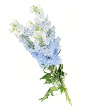 Delphinium Blue Pale Flowers WA Perth