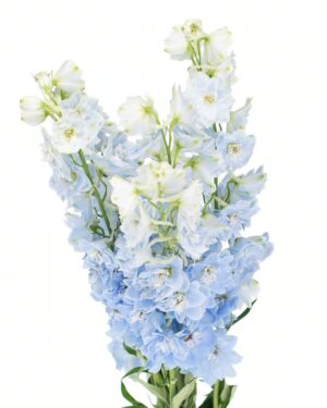 Delphinium Blue Pale Flowers WA Perth