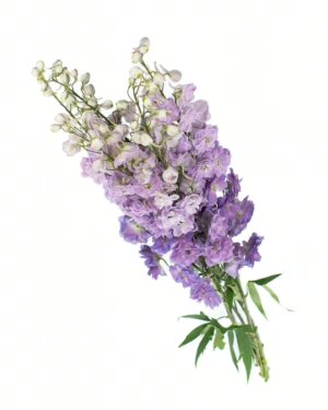Delphinium Lavender Flowers WA Perth