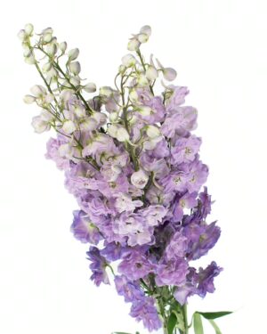 Delphinium Lavender Flowers WA Perth